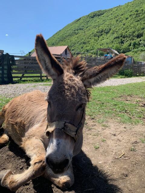 Foto: Impressionen aus dem Tierheimaltag in Tirana (Albanien) - Fotos: S. Everding