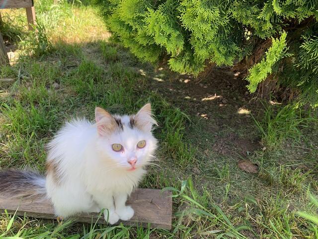 Foto: Impressionen aus dem Tierheimaltag in Tirana (Albanien) - Fotos: S. Everding