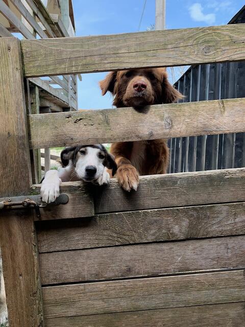 Foto: Impressionen aus dem Tierheimaltag in Tirana (Albanien) - Fotos: S. Everding