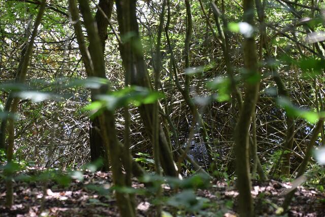 Hier hat sich ein Biber ein Nest gebaut.