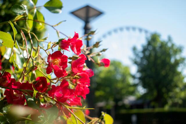 Rote Blumen im Vordergrund und das Riesenrad im Hintergrund am Centro in Oberhausen. | Foto: Stefanie Vollenberg