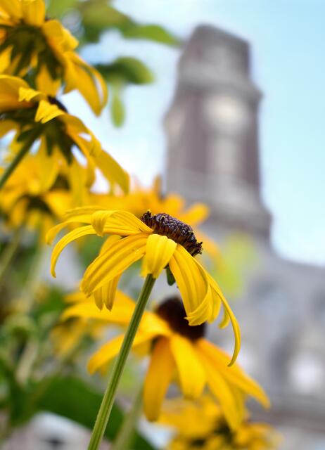 Sommerblumen auf dem Rathausplatz in Bottrop. | Foto: Stefanie Vollenberg