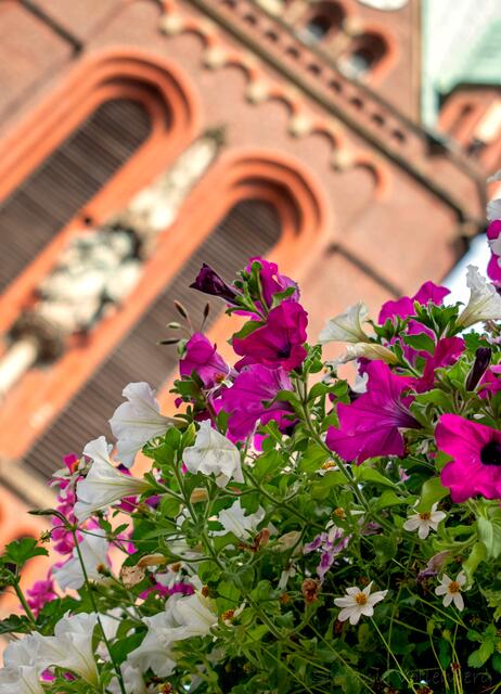 Auch in der Gladbecker Innenstadt blüht es farbenfroh aus den Blumenkästen. | Foto: Stefanie Vollenberg
