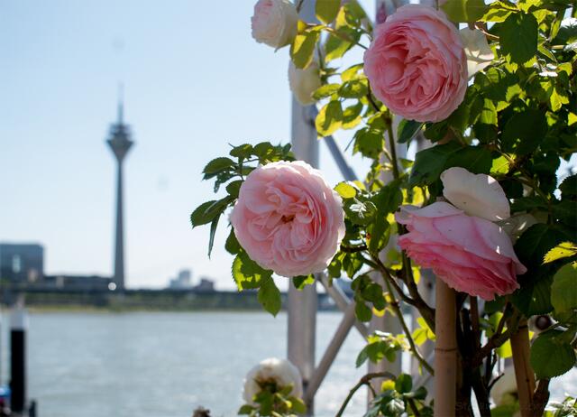Der Rheinturm in Düsseldorf: von der duftenden Rheinuferpromenade fotografiert. | Foto: Stefanie Vollenberg