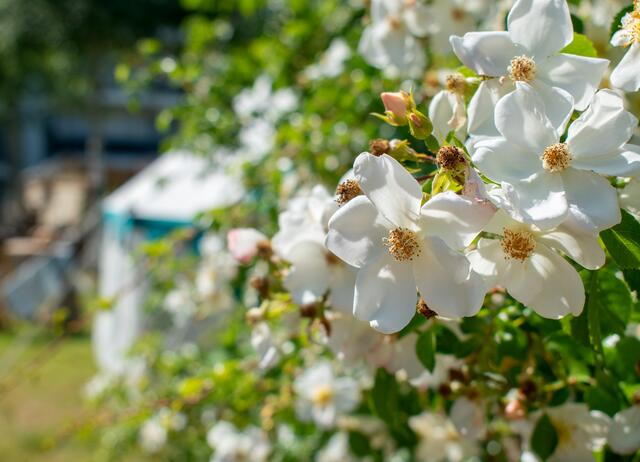 Weiße Blüten zum Mittelaltermarkt am Schloss Aplerbeck in Dortmund. | Foto: Stefanie Vollenberg