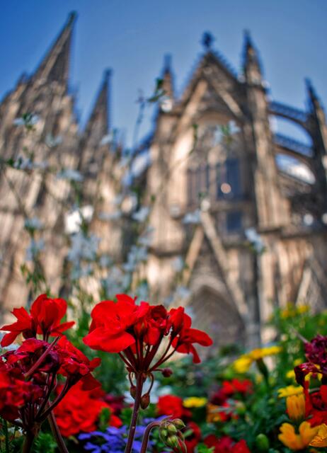 Bunte Blütenpracht vor dem Kölner Dom. | Foto: Stefanie Vollenberg