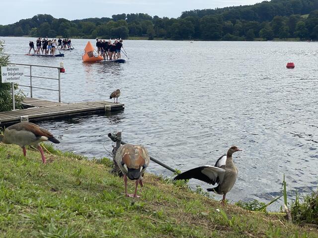 Nilgänse fiebern mit | Foto: umbehaue