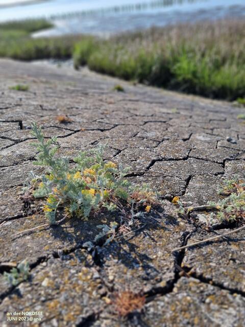 es wächst was´... an der SEE ♥