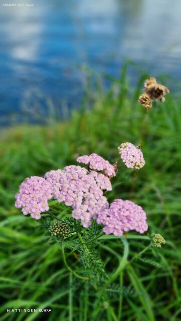 ...an der Ruhr, bei Hattingen♥ 2023@ana´