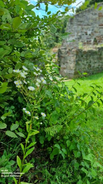 grün grün grün...ist es an der BURG´
2023@ana´