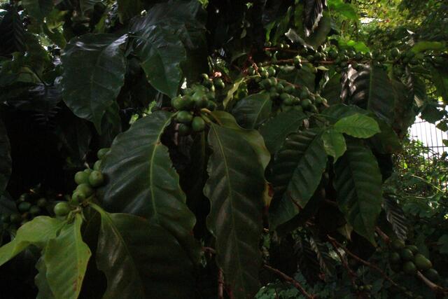 Die Kaffeebohnen am Strauch erinnern daran, dass man zu Hause zum Frühstück erwartet wird.