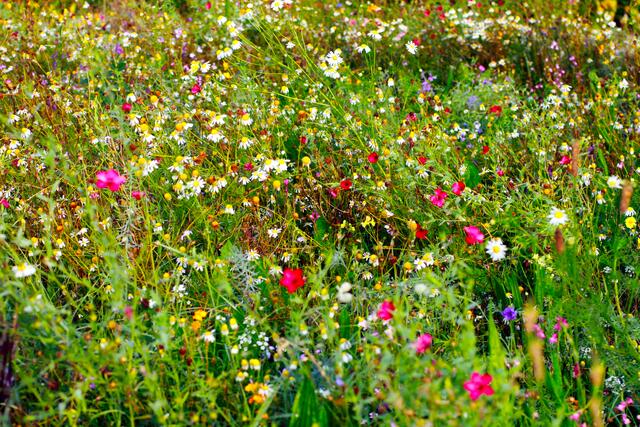 Ein letzter Blütenflor auf den Wildblumenwiesen.