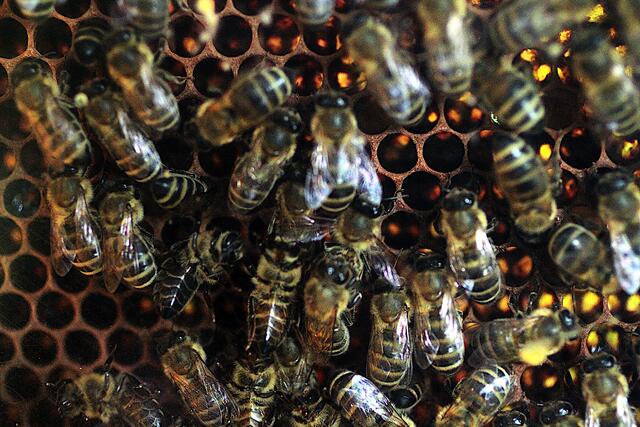 Selbst einige Bienen schlafen noch um 7 Uhr morgens.