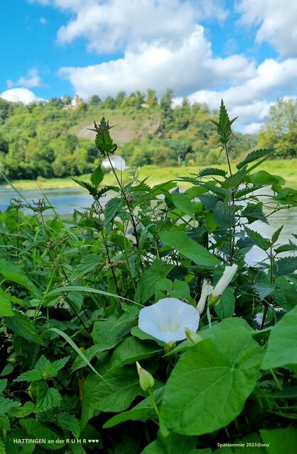 ...im Hintergrund ( bewusst "verschwommen/verwischt" als "Porträt" aufgenommen) die Hattinger ISENBURG ....Spätsommer 2023@ana´