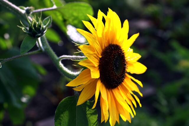 Noch blühen die Sonnenblumen.