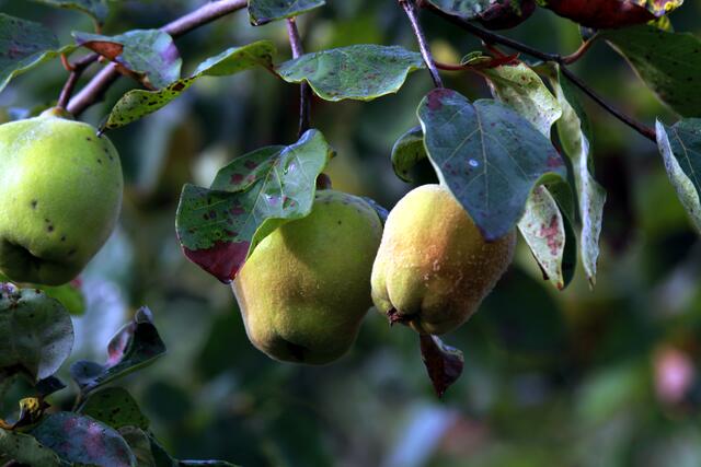 Die Äpfel sind bald erntereif.