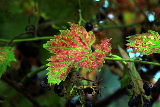 Einige Weinblätter verfärben sich bereits.