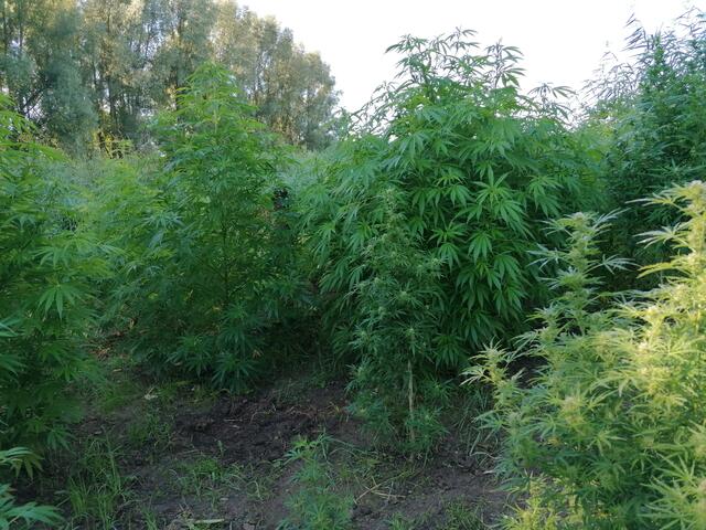 Bis zu zwei Meter hoch waren die Cannabispflanzen. Foto: Polizei Mülheim
