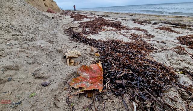 anderS  ...  am Boden :-)
2023♥ OSTSEE @ana´