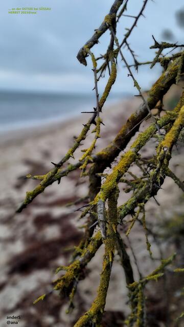 am Rande´.... Ostsee-Küste bei Süssau
2023@ana´