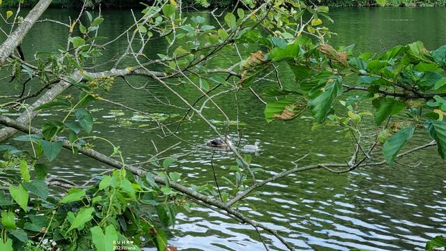 G R Ü N !!!♥
Heimatliches Ruhrgebiet :-)
2023@ana´