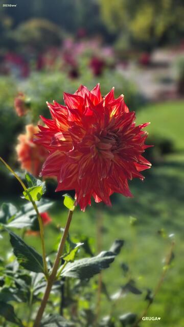 Dahlie in der GRUGA Essen 