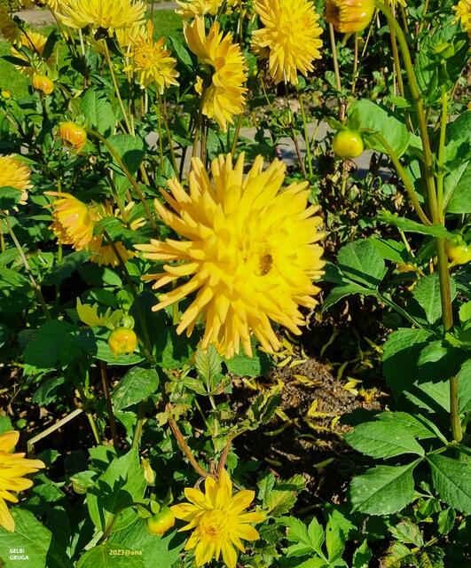 GELB und GRÜNE Hoffnung ♥