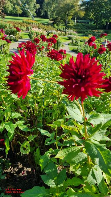 ...noch einmal Dahlienarena