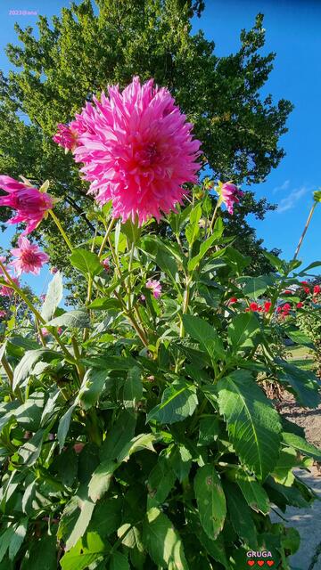 PINK LADY ... mal´anders ♥ :-)
GrinZ 2023