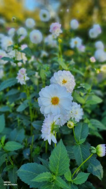 weiße ZARTHEIT ♥
Herbst in Essen@ana´2023