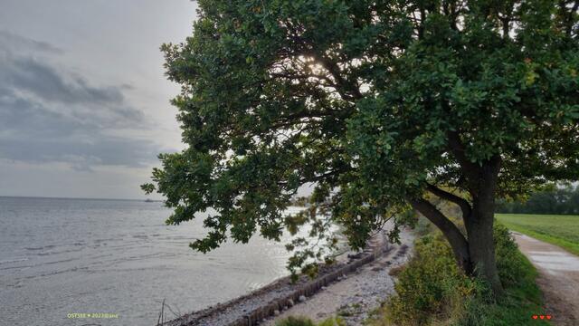 BAUM :-)
OSTSEE♥ 2023@ana´