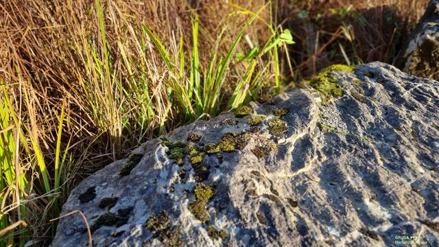 MOOSIGES´  in der GRUGA♥