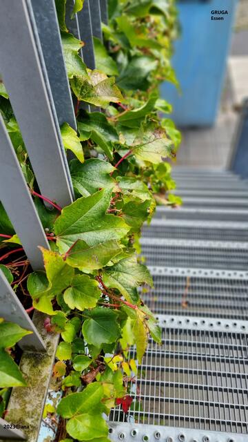 ...auch in der GRUGA entdeckt :-)