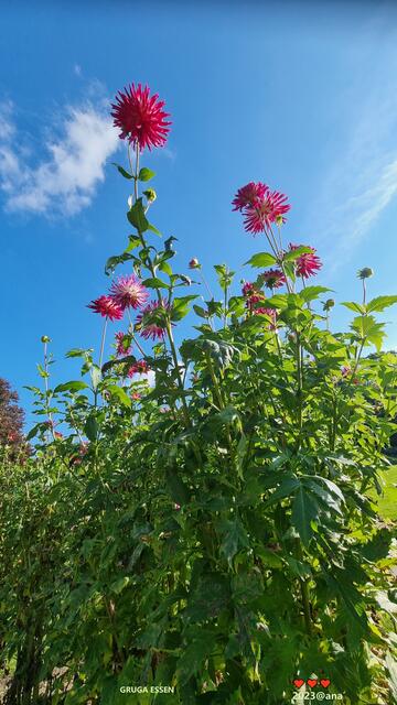 HOCH hinaus wachsen soll sie, die BLUME der Akzeptanz, des Respekts und des FRIEDENS zwischen allen Geschlechtern !!! ♥♥♥
2023@ana´