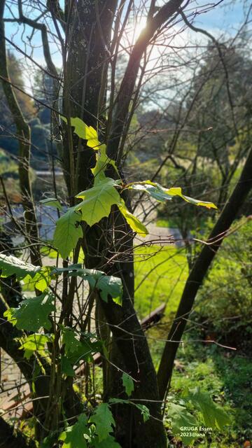 ...in Essen´s GRUGA Park♥