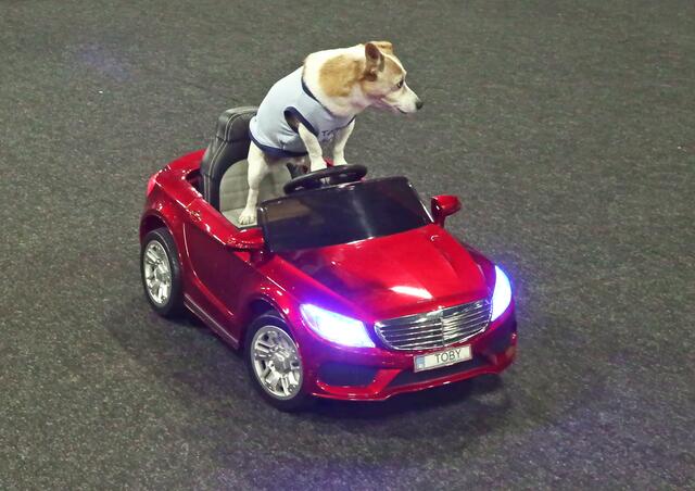 "DIE-GROSSE-HUNDE-CASTING-SHOW 2023"
"Toby" mit Rüdiger Kramer kommt natürlich standesgemäß mit einem Sport-Cabrio ferngesteuert auf die Bühne gefahren.
 | Foto: Ulrich Rabenort