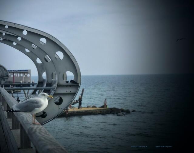 WELT der Möven :-) 
