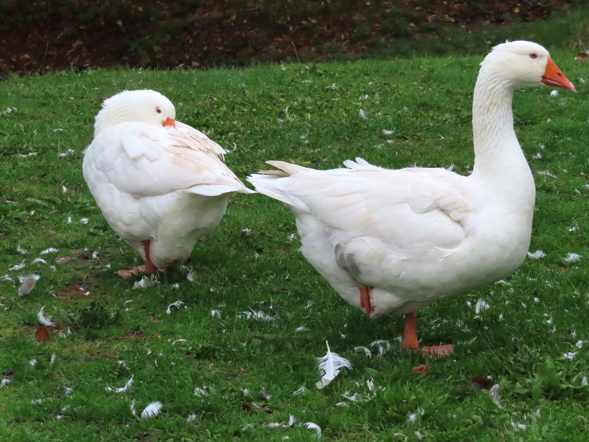 Gans oder falscher Hase: Gänsebraten wird teuer und teurer - Bochum