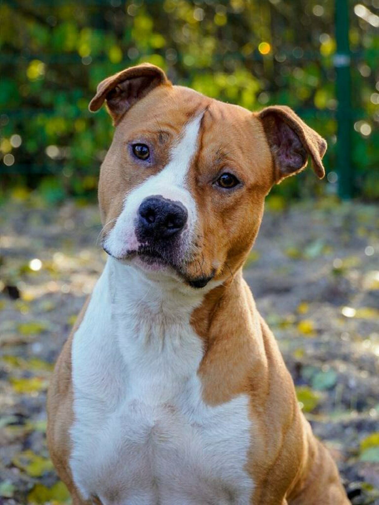 Tier der Woche Stanley braucht ein neues Zuhause Dorsten