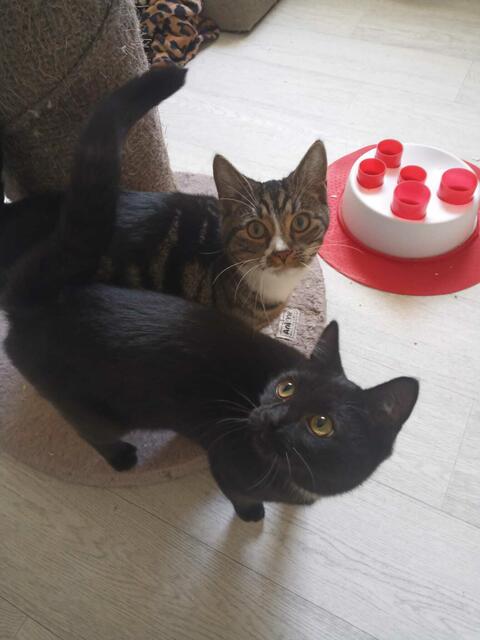 Groß geworden - so sehen die Kinder von Olympia heute aus: Ostara und Ocean suchen noch ein gemeinsames Zuhause. Bei Interesse bitte bei den Streunerseelen melden. | Foto: Streunerseelen - stray souls foundation