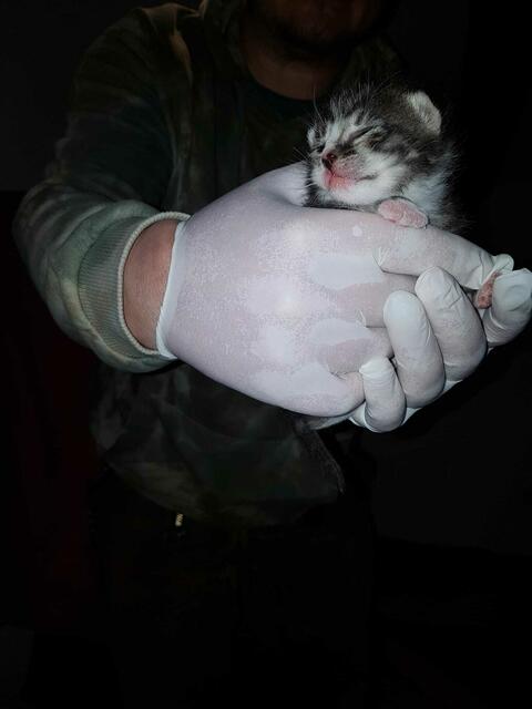 So klein waren die Kinder von Olympia, als sie von den Tierschützern gesichert wurden. Ostara wartet übrigens noch immer auf ihrer Pflegestelle auf die richtigen Menschen, die ihr ein neues Zuhause geben wollen. | Foto: Streunerseelen - stray souls foundation