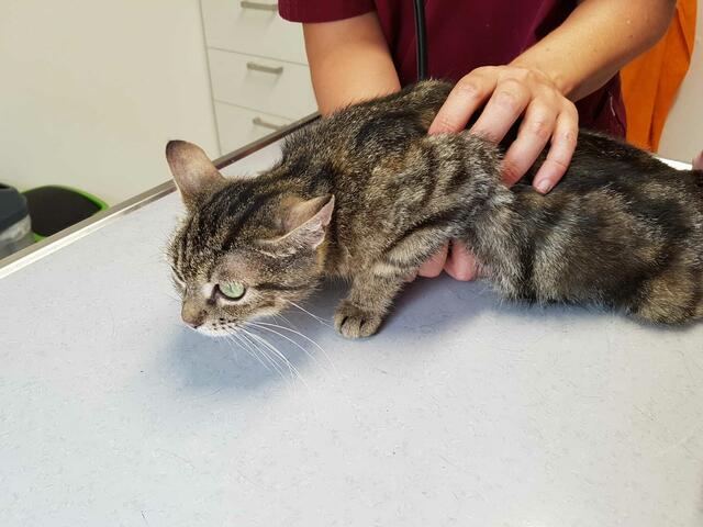 Olympia wird von der Tierärztin untersucht. | Foto: Streunerseelen - stray souls foundation