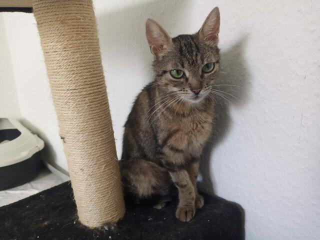 Olympia auf der Pflegestelle. | Foto: Streunerseelen - stray souls foundation