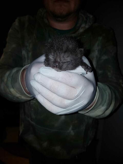 Auch die kleine Ocean wartet noch auf ein neues Zuhause. Fest steht jedoch, sie zieht nur gemeinsam mit ihrer Schwester Ostara aus. | Foto: Streunerseelen - stray souls foundation