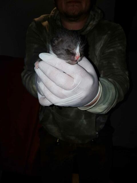 Orlando ist gemeinsam mit seiner Schwester Ophelia in sein neues Zuhause gezogen. | Foto: Streunerseelen - stray souls foundation