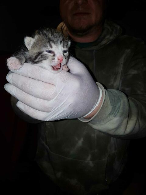 Ophelia ist mittlerweile vermittelt. | Foto: Streunerseelen - stray souls foundation