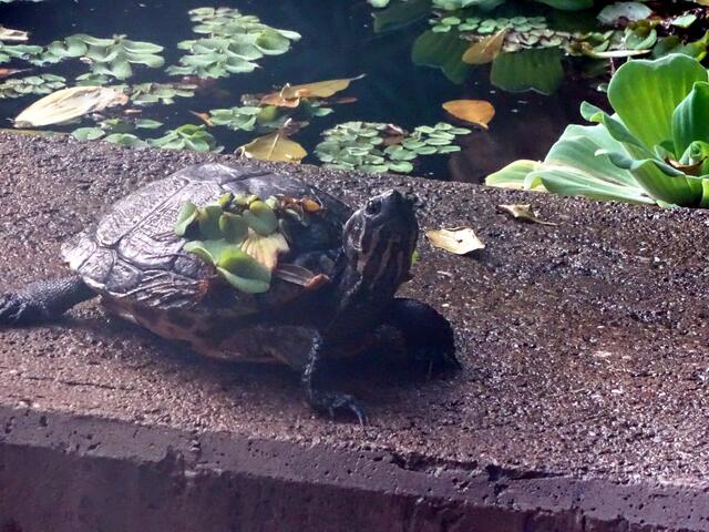 Bewohner des Tropenhauses. Von Besuchern ausgestzt?