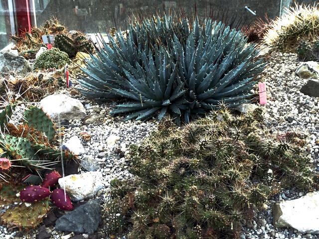 Diese Kakteeen stehen, nur etwas windgeschützt im Freien und können bei uns überwintern.