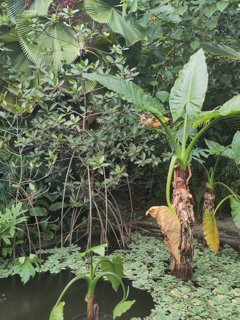 Ein Blick ins Tropenhaus. Handyfoto, da die Objektive im Gewächshaus bei der hohen Luftfeuchtigjeit sofort beschlagen.