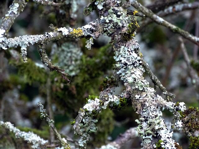 Mit Flechten überzogene Äste.